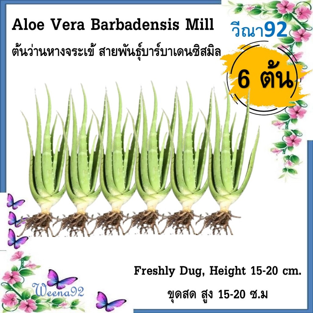 Aloe Vera Barbadensis Mill ต้นว่านหางจระเข้ สายพันธุ์บาร์บาเดนซิสมิล ชุด 6 ต้น ขุดสด สูง 15-20 ซ.ม