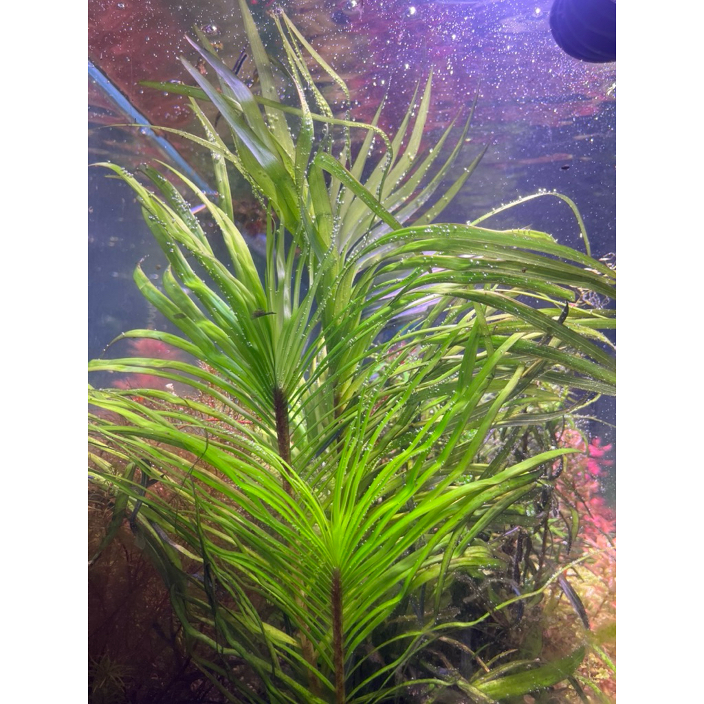 ต้นไม้น้ำ eichhornia azurea (ของใหม่)แรไอเท็ม
