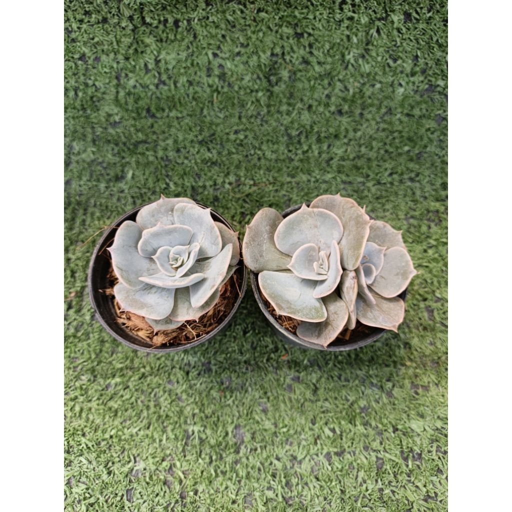 กุหลาบหิน Lilacina [ Echeveria Lilacina ] ไม้ในกระถาง2"