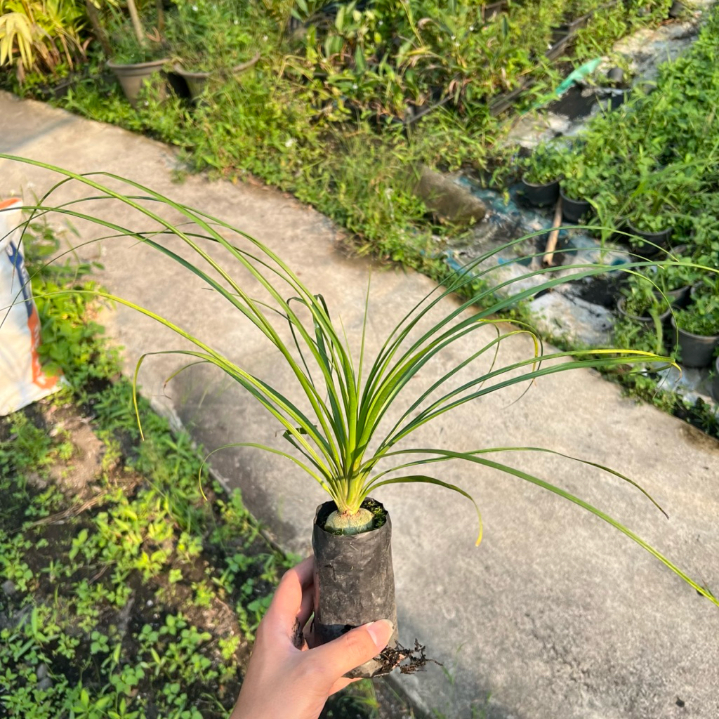 ต้นกล้าแซ่ม้าหัวโต 🌱ใบยาว 30-35 ซม.ฟอร์มสวยหัวใหญ่ประมาณ 3-4 ซม.