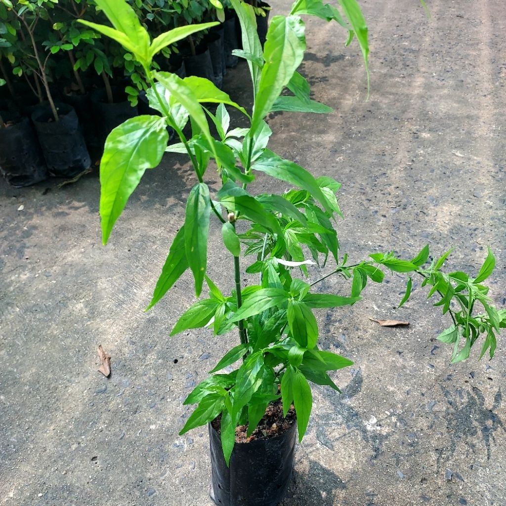 เสลดพังพอน, ตัวผู้,ตัวเมีย