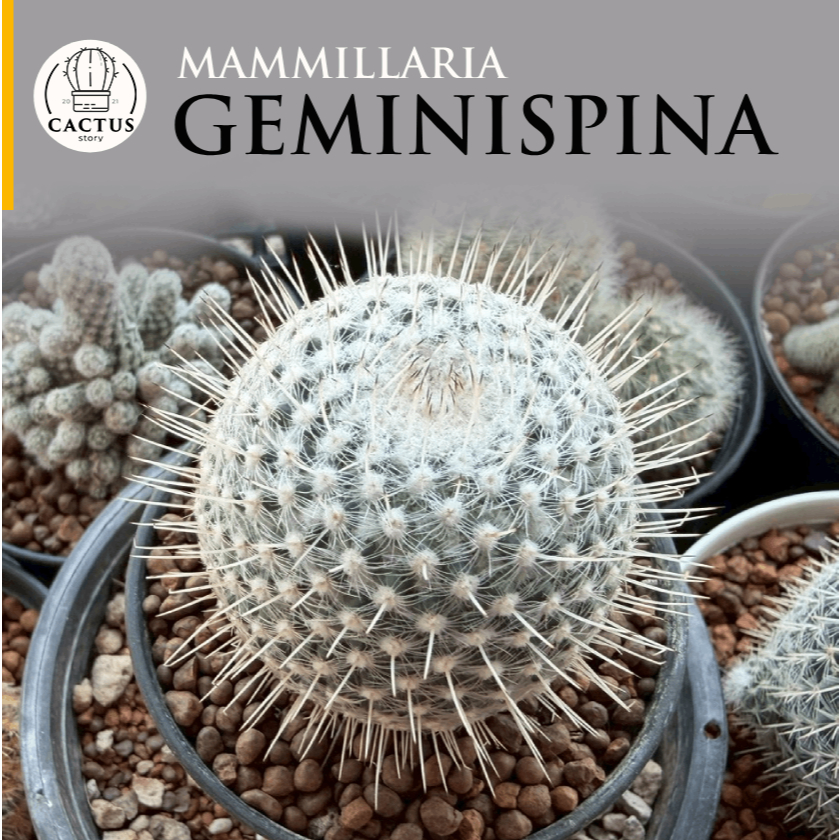 Mammillaria Geminispina แมมหนามเม่นไม้เมล็ด กระถาง 3 นิ้ว ราคา ถูกที่สุด ดีลบีเคเค