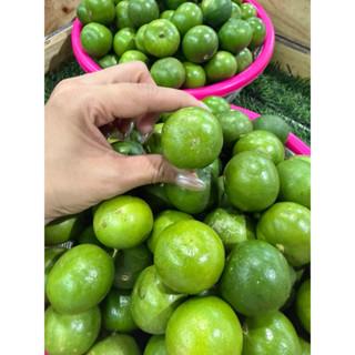 มะนาวแป้นรำไพไซส์จิ๋ว เบอร์7 เอาใจสายถูก 1 กิโล เปลือกบางน้ำ…