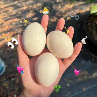 ไข่เป็ดอี้เหลียงอารมณ์ดี ออแกนิค เก็บสดทุกวัน🔥 แตกเคลมฟรี💯