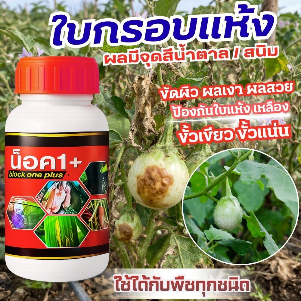 ราสนิม ขั้วดำ มะเขือตูดเป็นสีน้ำตาล ผลไม่สวย หยุดลุกลาม ช่วยให้ผลสวย ขั้วเขียว ขั้วแน่น ผลใหญ่