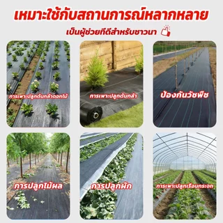 (หนาขึ้น)พลาสติกคลุมดิน ผ้าคลุมหญ้า พลาสติกคลุมวัชพืช พลาสติกเกรดส่งออก ผสมUV ฆ่าหญ้า 50/100 เมตร