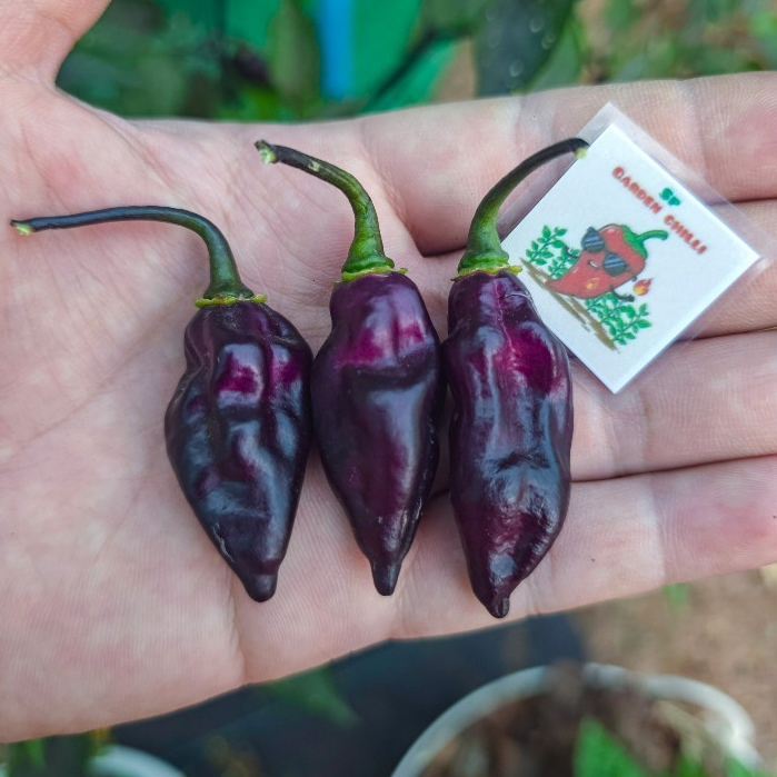 เมล็ดพันธุ์พริกพิเมนต้า ดา เนย์เด้(Pimenta da Neyde)