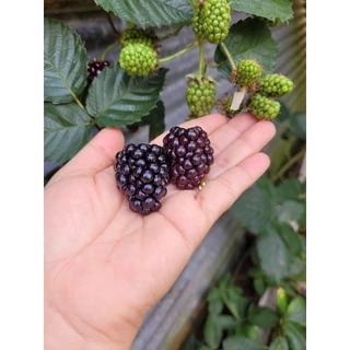 เมล็ดพันธุ์เบอร์รี่ 3 สายพันธุ์ berry แบล็คเบอร์รี่ แดง เหลือง 20-50 เมล็ด อินทรีย์ออแกนิค ปลูกง่าย โตไว ซื้อ 10 แถม 1