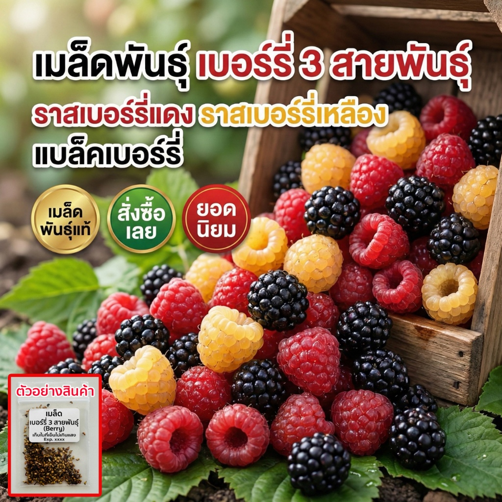เมล็ดพันธุ์เบอร์รี่ 3 สายพันธุ์ berry แบล็คเบอร์รี่ แดง เหลือง 20-50 เมล็ด 🪴 ปลูกได้ทั้งแปลงและกระถาง (ซื้อ 10 แถม 1 )