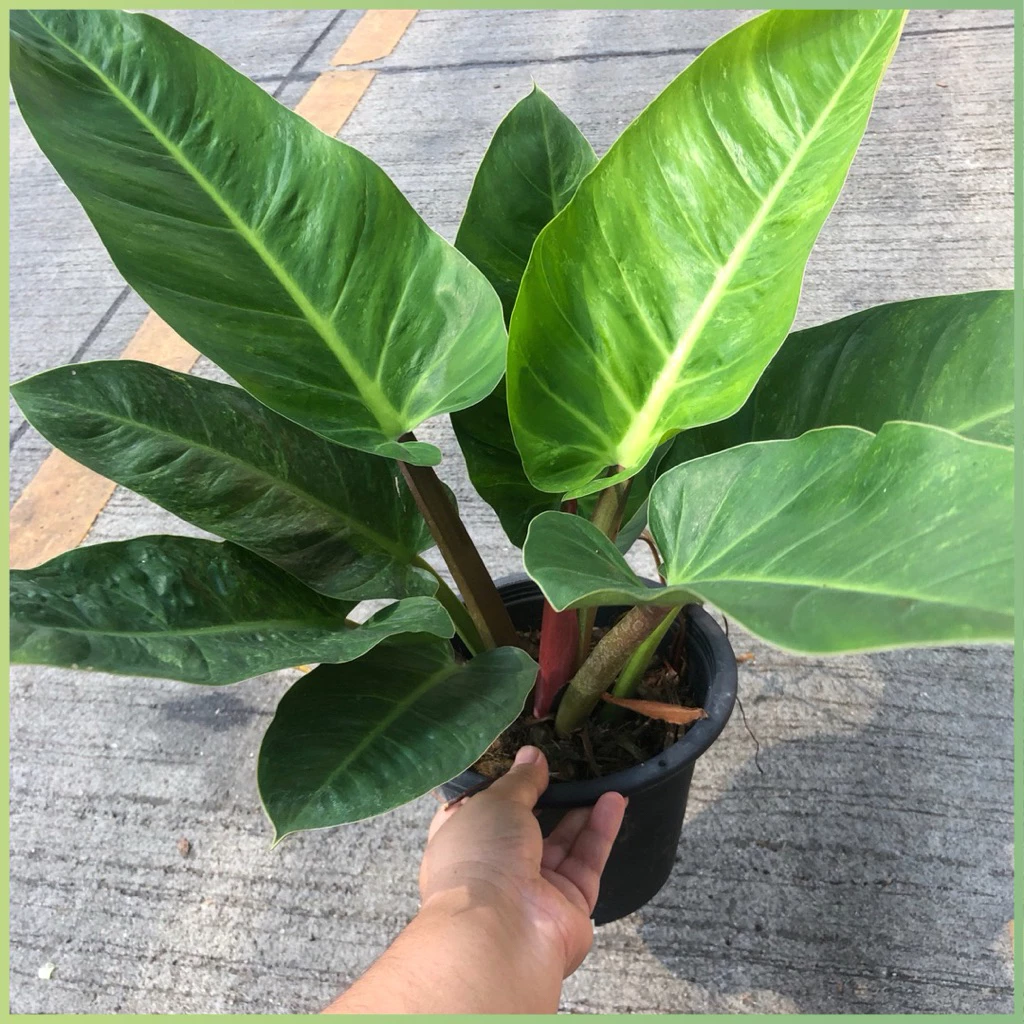 💰🌿 ต้นเศรษฐีรวยทรัพย์ ไม้มงคลเสริมดวงการเงิน 🌿💰 กระถาง 8-11 นิ้ว