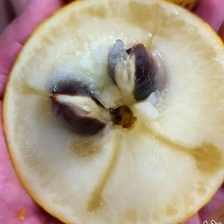 ต้นเอบิวไต้หวัน ฉายาผลไม้ทองคำรสชาติหวานอร่อย