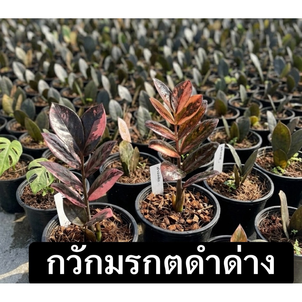 กวักมรกตดำด่างม่วง+ชมพู/ต้นแม่ด่างเทพ🔥☘️ใบตัดสดพึ่งชำถาง2"/กระถางพร้อมจัดส่ง🔥🔥