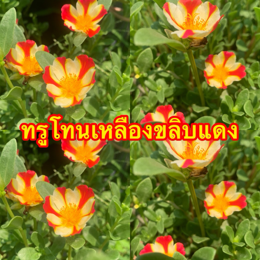 คุณนายตื่นสายทรูโทรเหลืองขลิบแดง10กิ่ง20฿