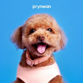 PRYNWAN Pets - Dog Collar Tone On Tone ปลอกคอ สัตว์เลี้ยง สี…