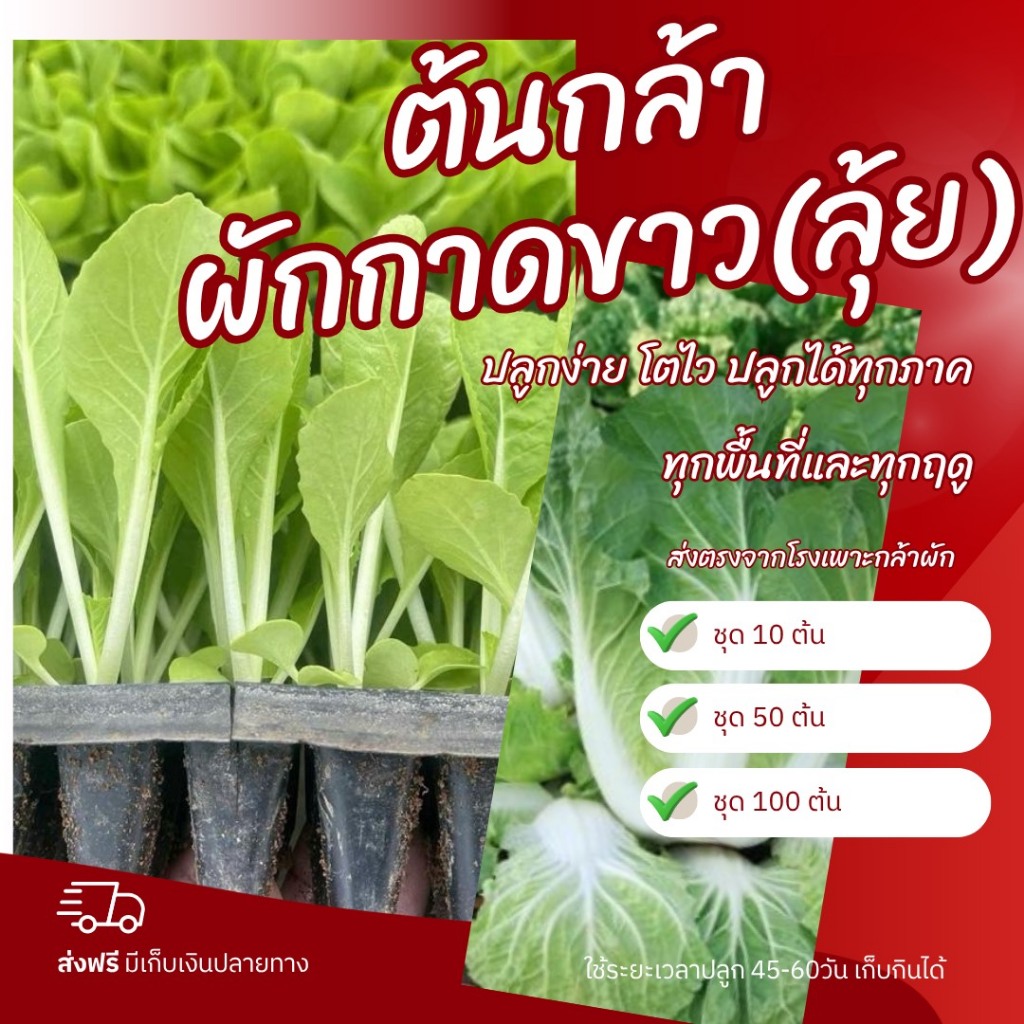 ต้นกล้าผักกาดขาา(ลุ้ย)