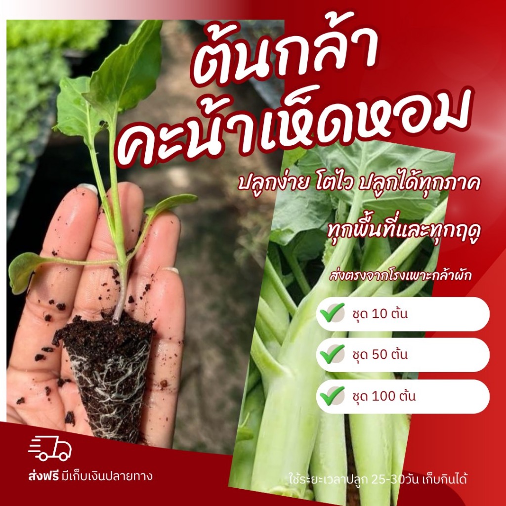 ต้นกล้าผักคะน้าเห็ดหอม