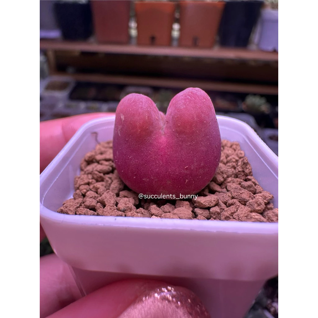 มูก้า conophytum maughanii ไม้อวบน้ำ พร้อมส่ง