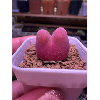 มูก้า conophytum maughanii ไม้อวบน้ำ พร้อมส่ง