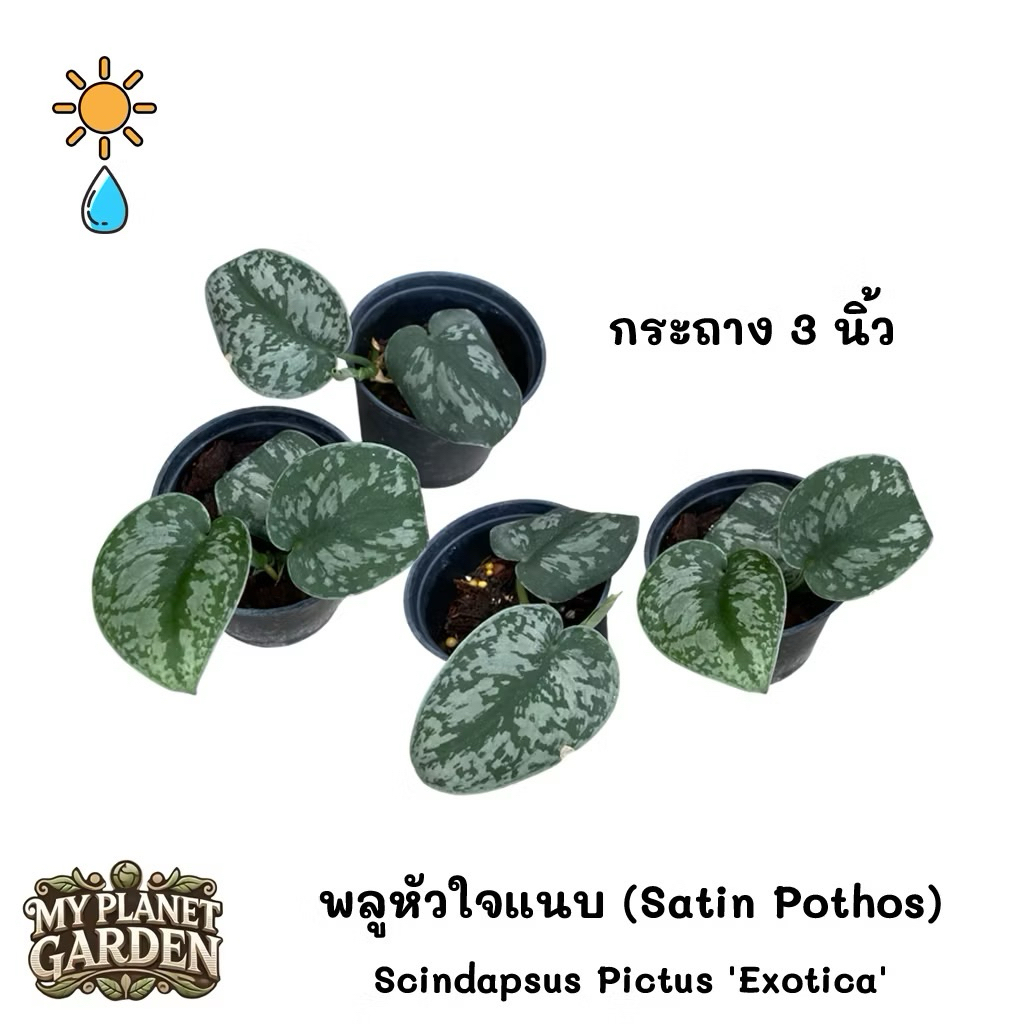 Scindapsus พลูหัวใจแนบ พลูใบเงิน ราคา ถูกที่สุด ดีลบีเคเค แกลเลอรีภาพที่ 6