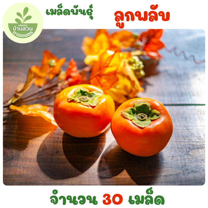 เมล็ดพันธุ์ลูกพลับ 30 เมล็ด