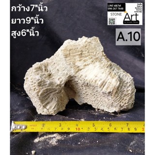 หินตายหินทะเลหินธรรมชาติ เลือกสินค้าได้ตามภาพ เลือกแล้วทัก I…