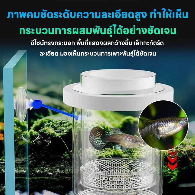 LIVING กล่องแยกปลา กล่องเพาะพันธุ์ปลาหางนกยูง ฟักไข่ปลา แยกปลาเล็ก thumbnail 6