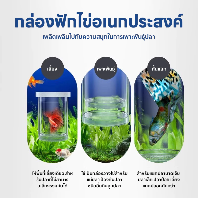 LIVING กล่องแยกปลา กล่องเพาะพันธุ์ปลาหางนกยูง ฟักไข่ปลา แยกปลาเล็ก thumbnail 4