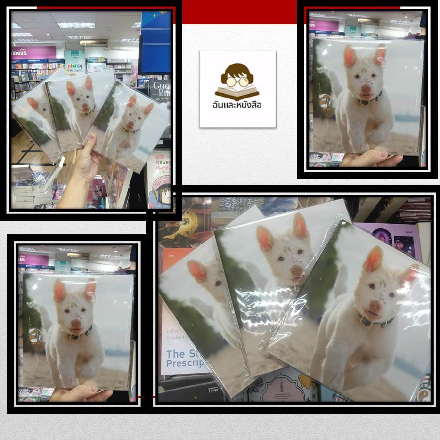 หนังสือพร้อมส่ง หมาแก่ผจญภัย (ปกแข็ง) (รูปสินค้าจริง)
