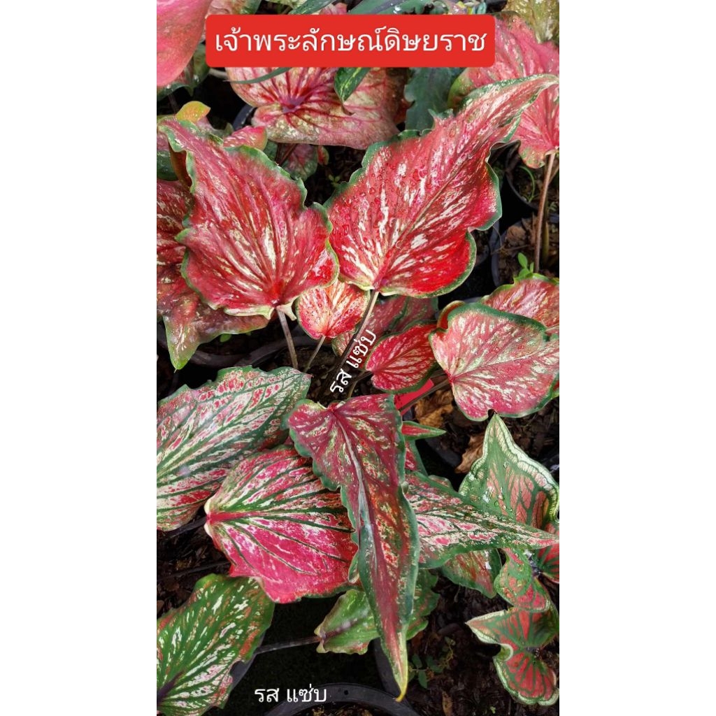 ต้นบอนสีเจ้าพระลักษณ์ดิษยราช เป็นบอนเก่าโบราณ ใบยาวกัดสีแดง