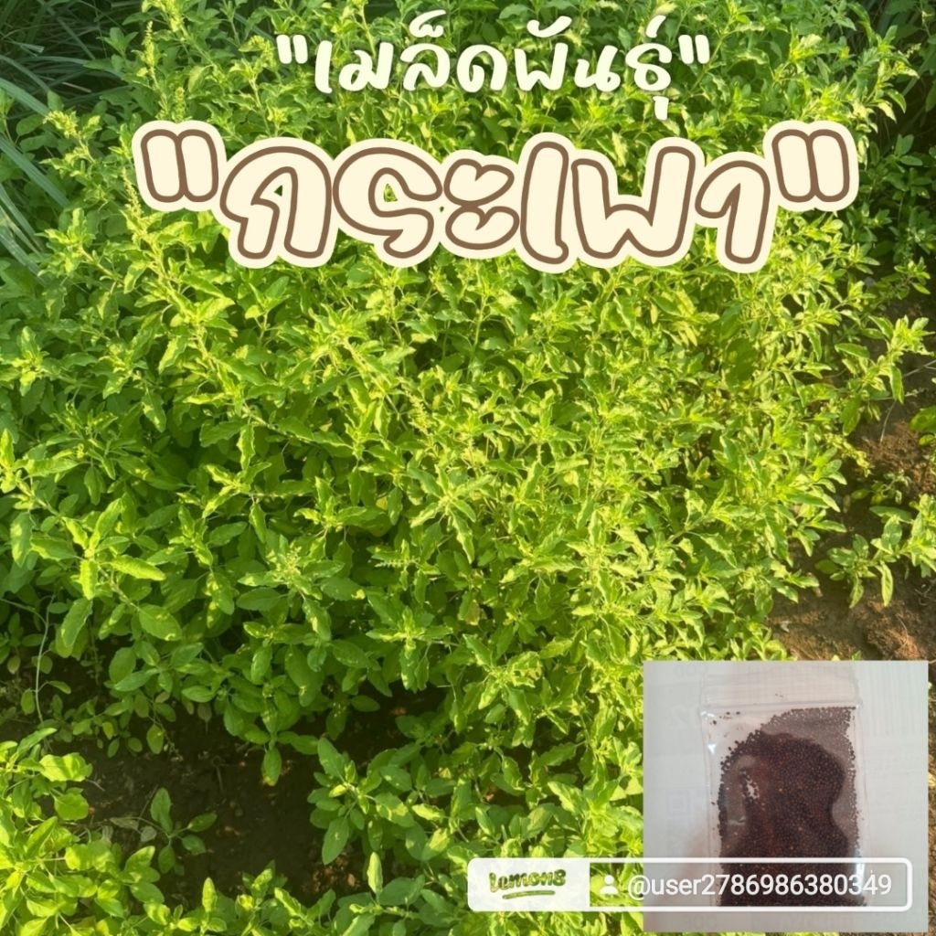 เมล็ดพันธุ์กระเพราเขียว 2,000 เมล็ด 29 บาท