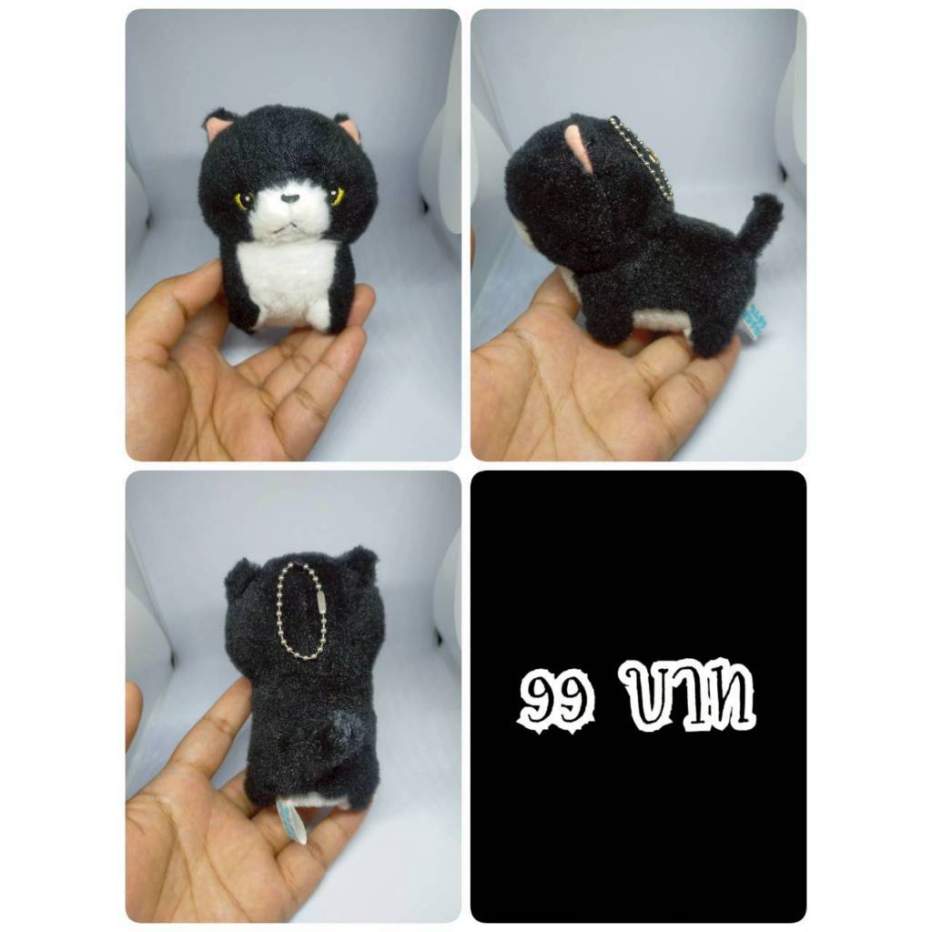 Ojiki#Munchkin Cat#แมวมัชกิ้น#แมว#Chinmari Munchkin#Amuse#งานพวงญี่ปุ่นมือสอง