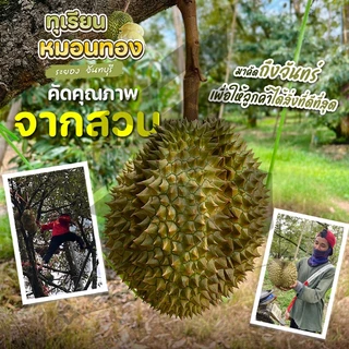 📌ทุเรียนหมอนทอง จันทบุรี ตัดแก่จากสวน เนื้อแน่นทุกพู พร้อมวิดีโอชั่งน้ำหนักจริงทุกลูก! ศรีทอง bearbakery