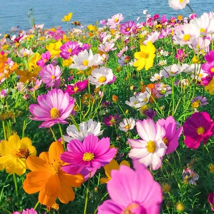 100 เมล็ดพันธุ์ดอกคอสมอส คละสี งอกไว ดอกใหญ่