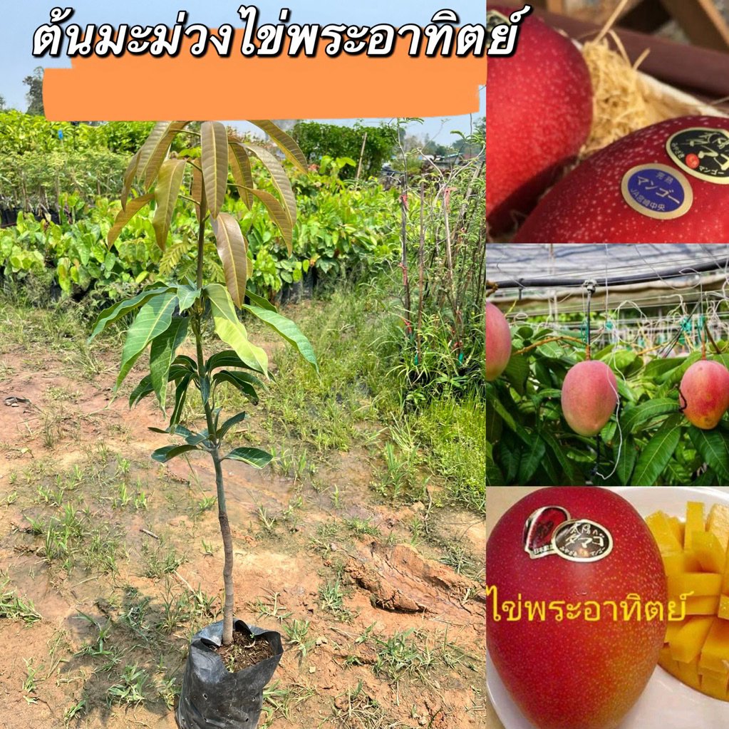 ต้นมะม่วงไข่พระอาทิตย์ 1ต้น130.เสียบยอด สูง50เซน พร้อมส่ง พร้อมปลูก