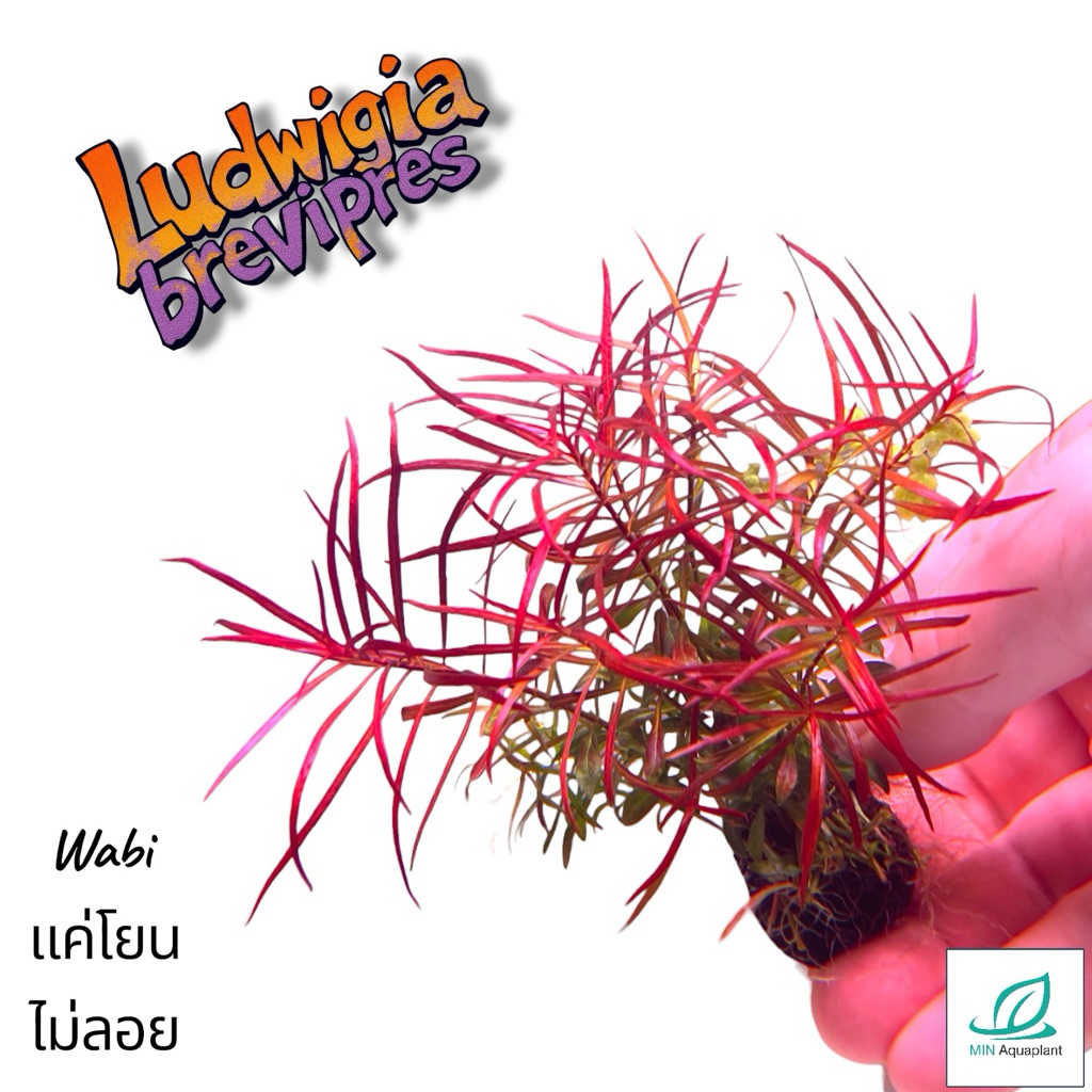 [MIN] Ludwigia brevipres ไม้น้ำสีแดงลัดวิเจียเปรวิเปรส อาคัวต้าใบยาว ใบแหลมแดงแบบสุดจี๊ด ใบเรียวแหลม แดงง่าย low tech
