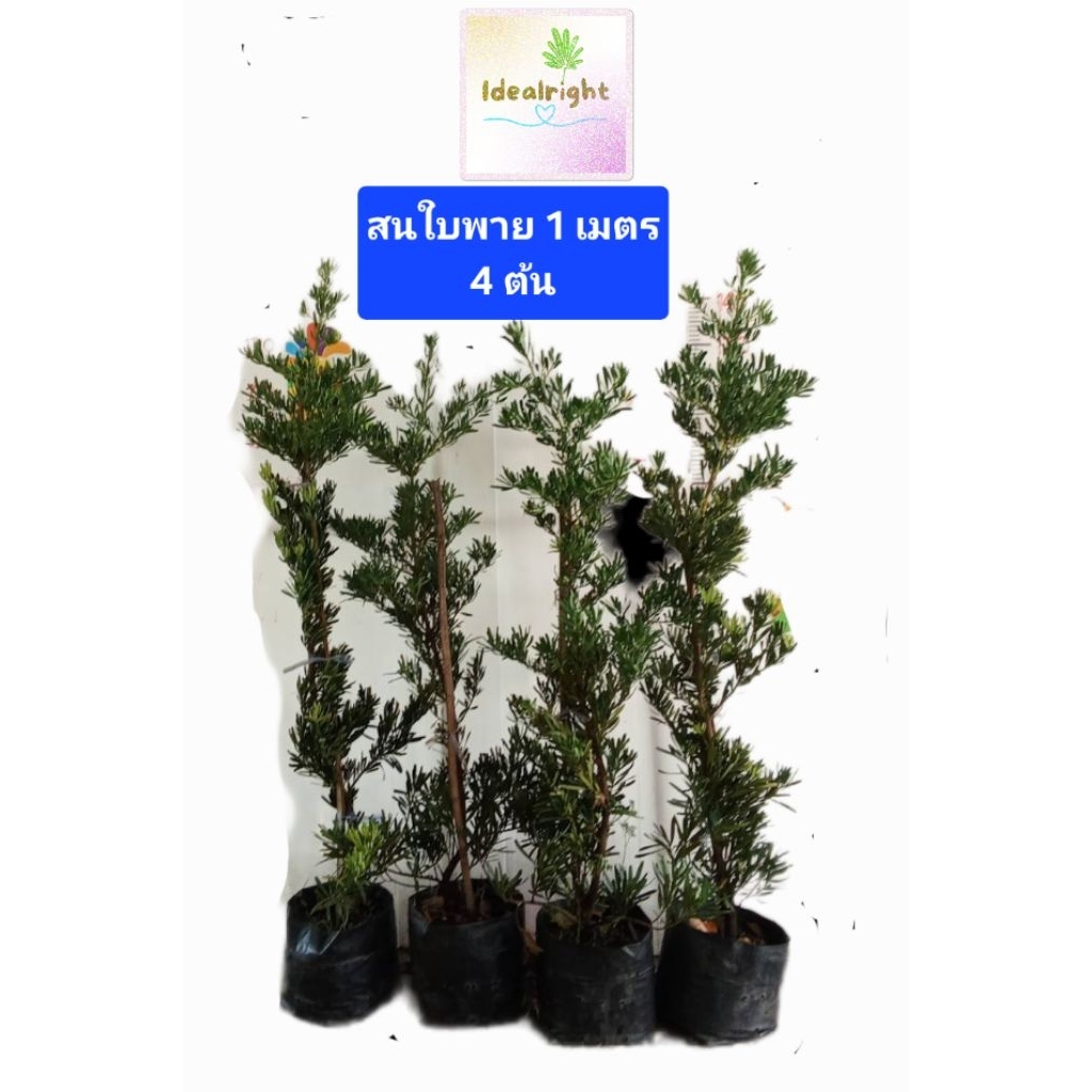 🔴 แพ็ค4 ต้น 👍 ต้นสนใบพายสูง 1 เมตรขึ้นไป