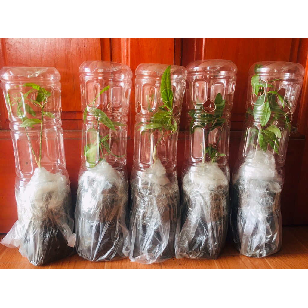 ต้นผักหวานป่าถุงใหญ่ อายุ1ปี แพคอย่างดี ถุงละ2-3ต้น แถมเมล็ดดอกแคนา