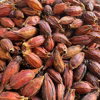 เม็ดพุดจีน 500 กรัม จุยกีจี้ เม็ดทำสีเก๊กฮวย เม็ดทำสี