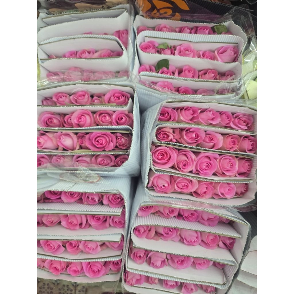 [ สินค้าพร้อมจัดส่งด่วน ] กุหลาบสดชมพู ดอกใหญ่ ดอกไม้สด กำละ 20 ดอก