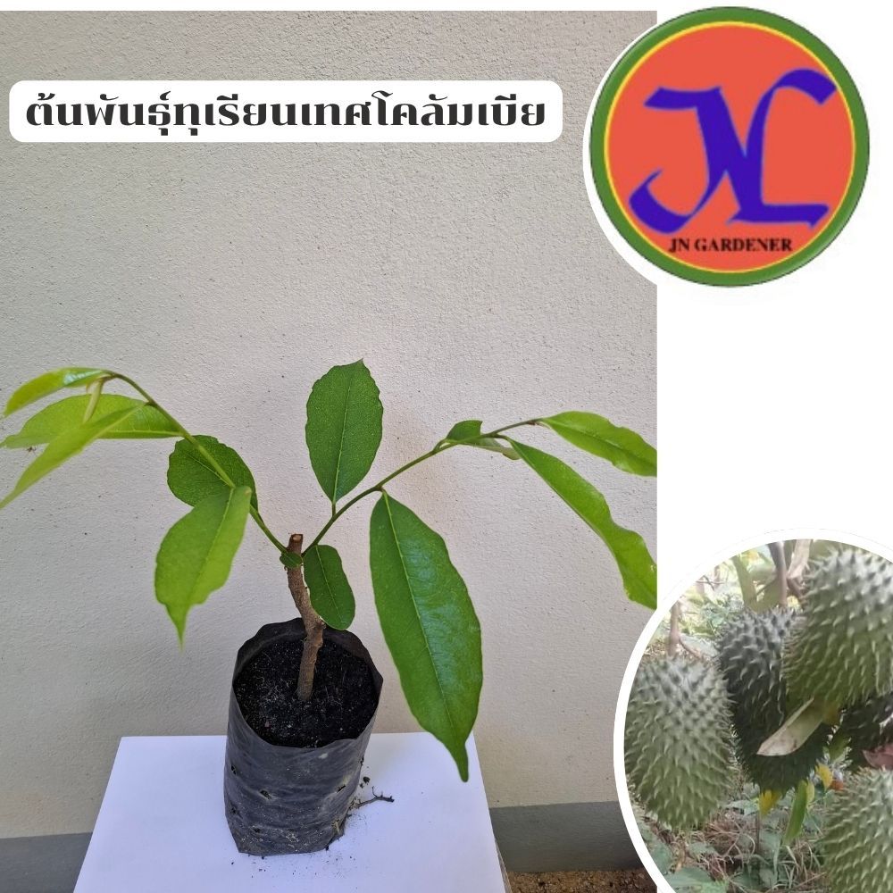 ต้นพันธุ์ทุเรียนเทศโคลัมเบียผลใหญ่สีเขียวเข้ม,กิ่งตอน.ต้นสูง 30-40เซนติเมตร