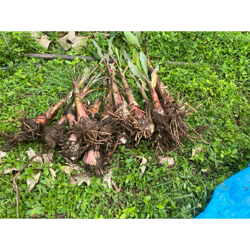 หน่อกล้วยเล็บมือนางพันธ์เกษตรชุมพร1 ชุด3หน่อ