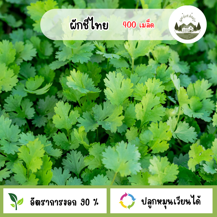 ผักชีไทย 400 เมล็ด(10กรัม)