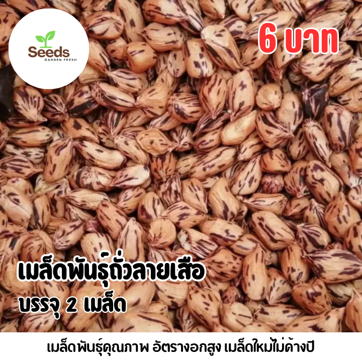 ้เมล็ดพันธุ์ถั่วลายเสือ 50 เมล็ด