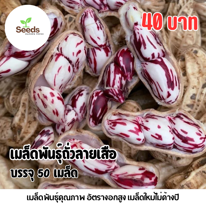 เมล็ดพันธุ์ถั่วลายเสือ บรรจุ 50 เมล็ด