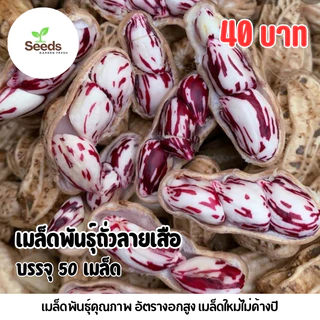 เมล็ดพันธุ์ถั่วลายเสือ บรรจุ 50 เมล็ด