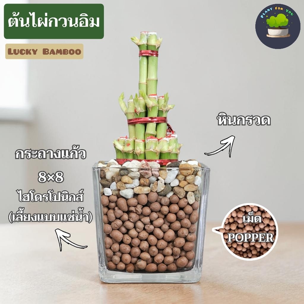 🎋ต้นไผ่กวนอิม (ต้นไม้ฟอกอากาศ/ต้นไม้มงคล) พร้อมกระถาง ครบชุดพร้อมปลูก