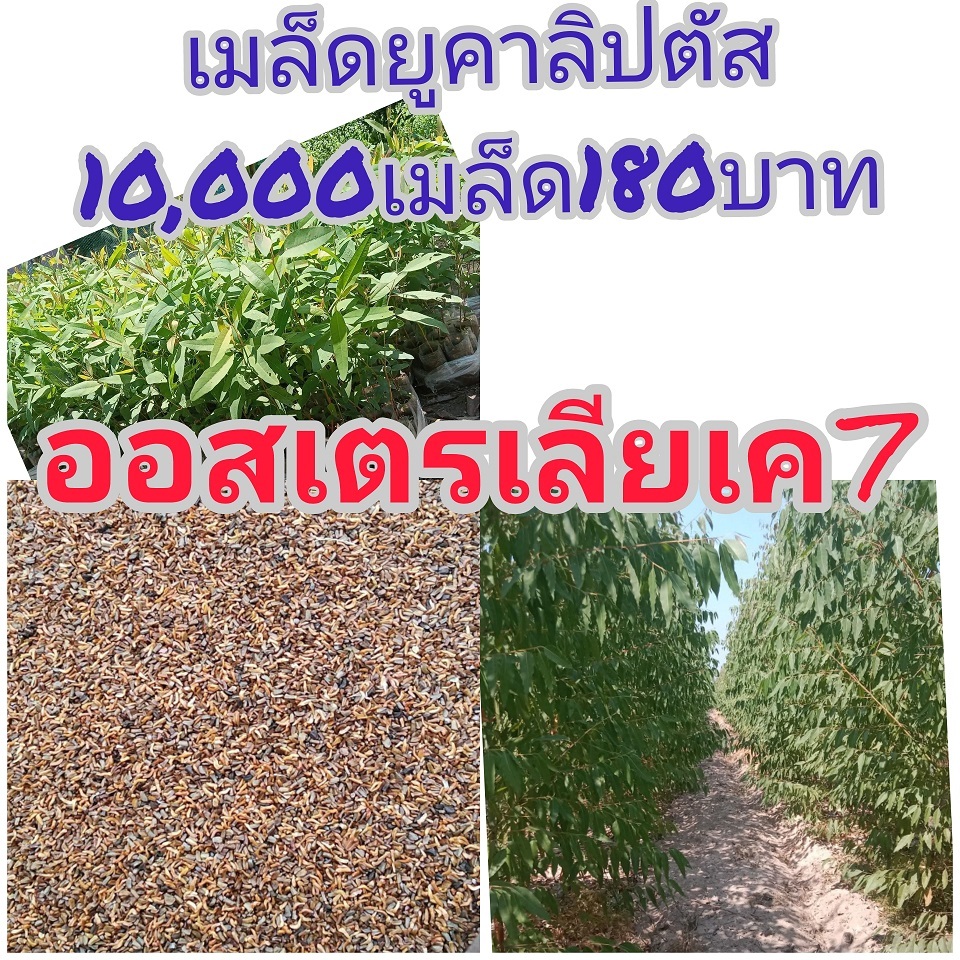 เมล็ดยูคาลิปตัสออสเตรเลียK7 10000เมล็ด180บาท