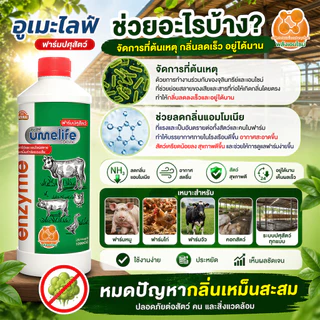 อูเมะไลฟ์ ปศุสัตว์ 1000cc จุลินทรีย์คอกสัตว์ น้ำยาดับกลิ่นเหม็นสัตว์ ลดแมลงวันในคอกสัตว์ คอกวัว.
