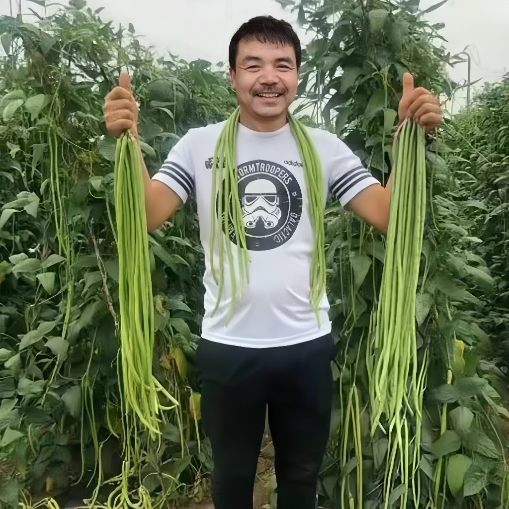เมล็ดพันธุ์ ถั่วฝักยาวเตี้ยไร้ค้าง ถั่วพุ่ม 10 เมล็ด ปลูกง่าย ชอบแดด ดูแลง่าย เหมาะกับมือใหม่
