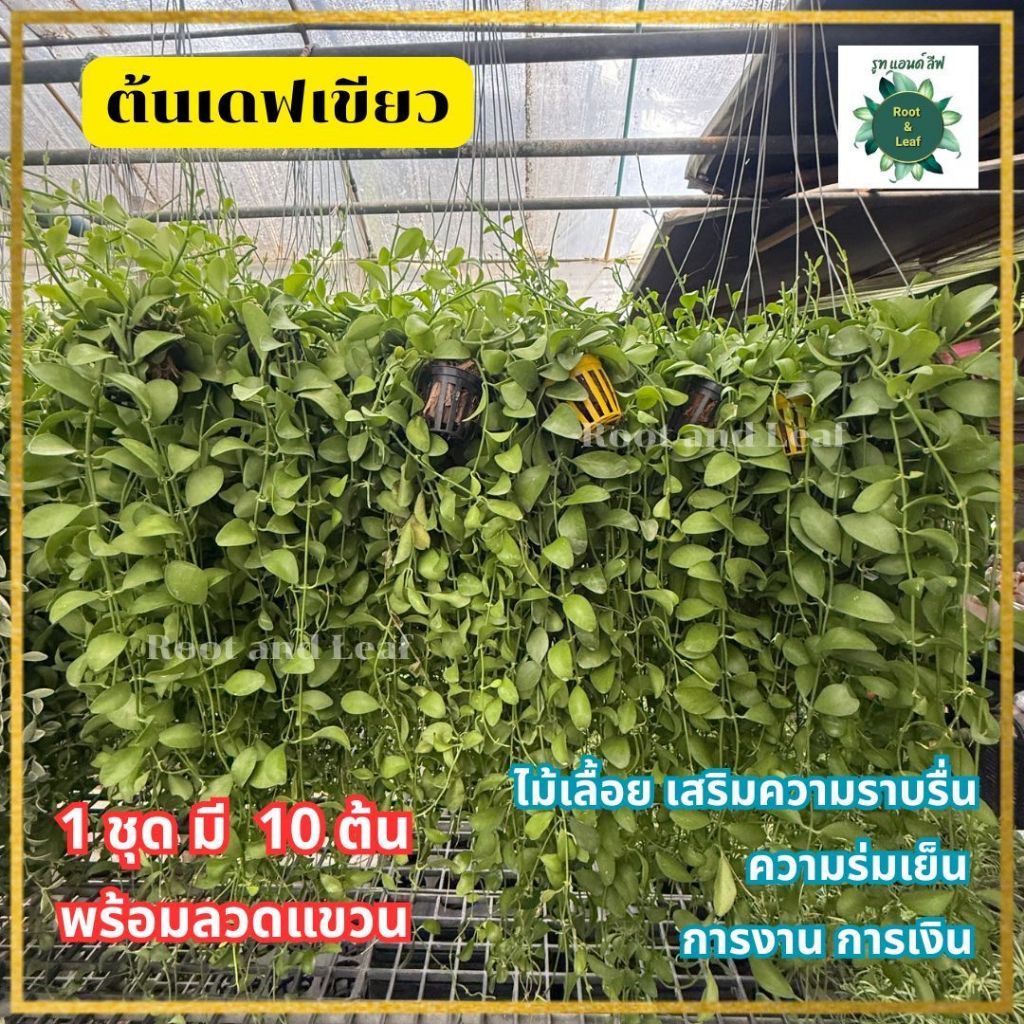 ต้นเดฟเขียว ใน 1 ชุด มี 10 ต้น เลี้ยงง่าย ฟอร์มสวย ช่วยให้บรรยากาศสงบ เสริมความมั่นคง ใบสีเขียวเข้ม
